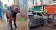 "Ruffo escapó": perrito salva de morir en incendio de mecánica donde 13 vehículos se calcinaron