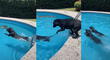 Perros nadadores ‘piden permiso’ para meterse a piscina y curiosa escena es viral [VIDEO]