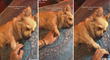 Joven tiene que agarrar la patita de su perro para que pueda dormir y escena enternece redes [VIDEO]