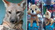 Mesa Redonda: peluche del zorro ‘Run Run’ entre los juguetes más solicitados por Navidad