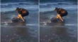 Delfín que sufría fuera del agua es devuelto al mar por hombre que paseaba en la playa [VIDEO]