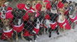 ¡No compres! Más de 500 perritos sin hogar se disfrazaron de trajes navideños para poder ser adoptados