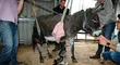 Cuidador fabrica una pata ortopédica para salvar a un burro que iba a ser sacrificado [FOTO]