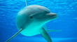¿Qué significa soñar con delfines?