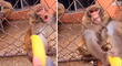 Le dan plátano al mono, pero este se desespera y se queda sin nada [VIDEO]