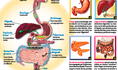 El sistema digestivo y el recorrido de los alimentos en el cuerpo humano