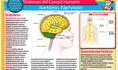 Conoce el Sistema Nervioso Central y Periférico del cuerpo humano