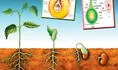 Reproducción sexual de las plantas: Polinización, semilla y fruto