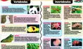 CTA: Animales vertebrados e invertebrados