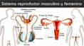 ¿Qué es y cómo funciona el sistema reproductor femenino y masculino?