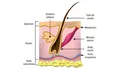 Sistema Tegumentario: ¿Qué es el pelo y las uñas?