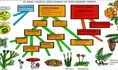 Clasificación de las plantas y reproducción