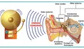 Cuerpo humano: ¿Qué es el sentido del oído y cuáles son sus funciones?
