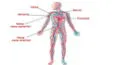 Conoce los órganos clave del sistema circulatorio y su papel esencial en la salud humana