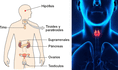Sistema endocrino: conoce sus partes y cuáles son sus principales funciones