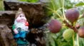 ¿Mito o realidad? ¿Plantar higo en casa atrae a los duendes?