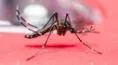 ¿Por qué no deberías aplastar un mosquito rojo en casa? Te contamos la sorprendente razón que hay detrás