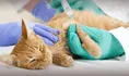 Científicos detectan bacteria multirresistente en mascotas domésticas: ¿puede transmitirse a humanos?