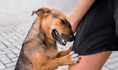 ¿Qué significa el tierno acto de acariciar perros en la calle, según la psicología?