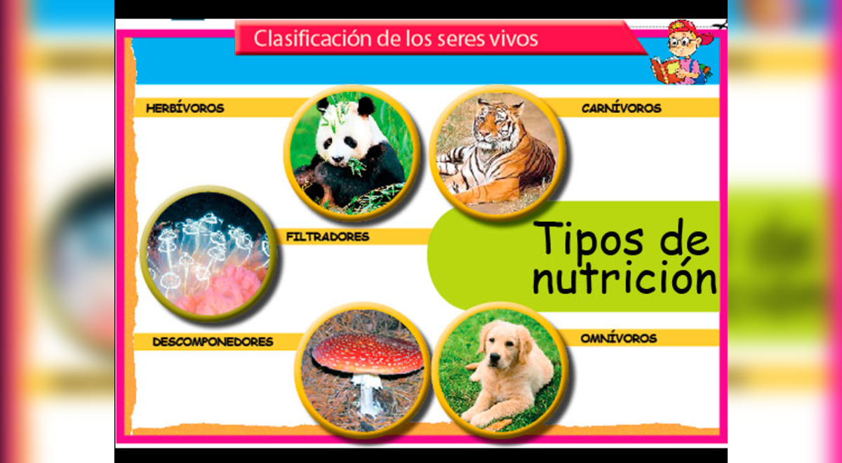 Tipos de nutrición: Clasificación de la nutrición de los seres vivos | El  Popular