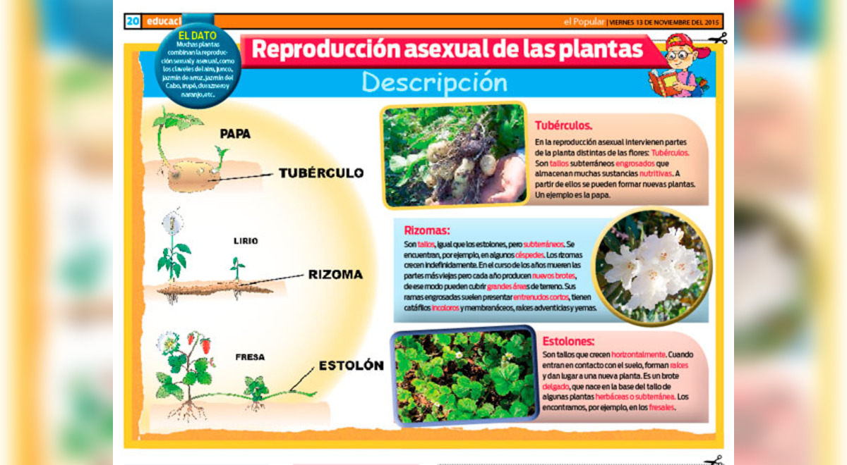 Reproducción asexual de las plantas: reproducción de las plantas, como se  reproduce, tipo de reproducción | El Popular