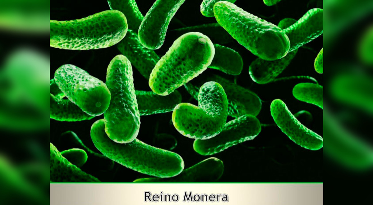 Escolar: Los cinco reinos de la naturaleza | El Popular