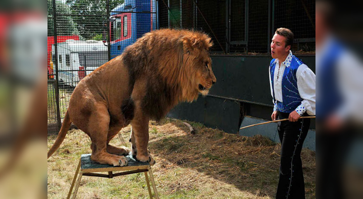 León atacó y mató al domador durante show para niños (FOTO Y VIDEO) | El  Popular