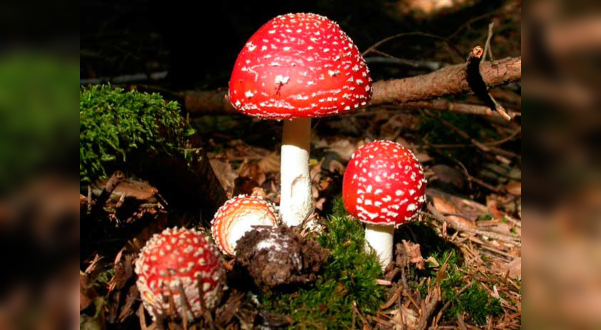 El Reino Fungi | reino de los hongos: qué es, características,  alimentación, partes, reproducción y taxonomía | El Popular