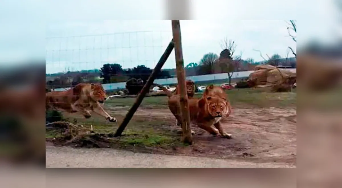 Twitter: Manada de leones ataca a un auto con dos niños a bordo [VIDEO] |  El Popular