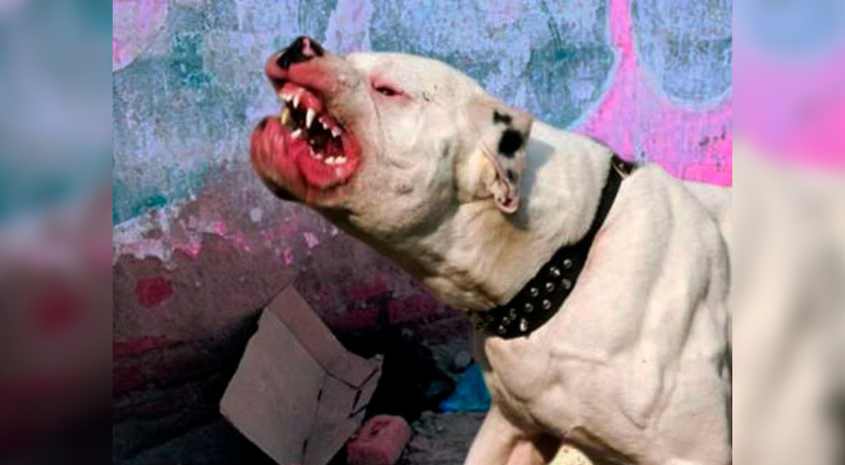 Presuntos sicarios torturaron a un hombre con perros pitbull devorando sus partes en México | VIDEO | El