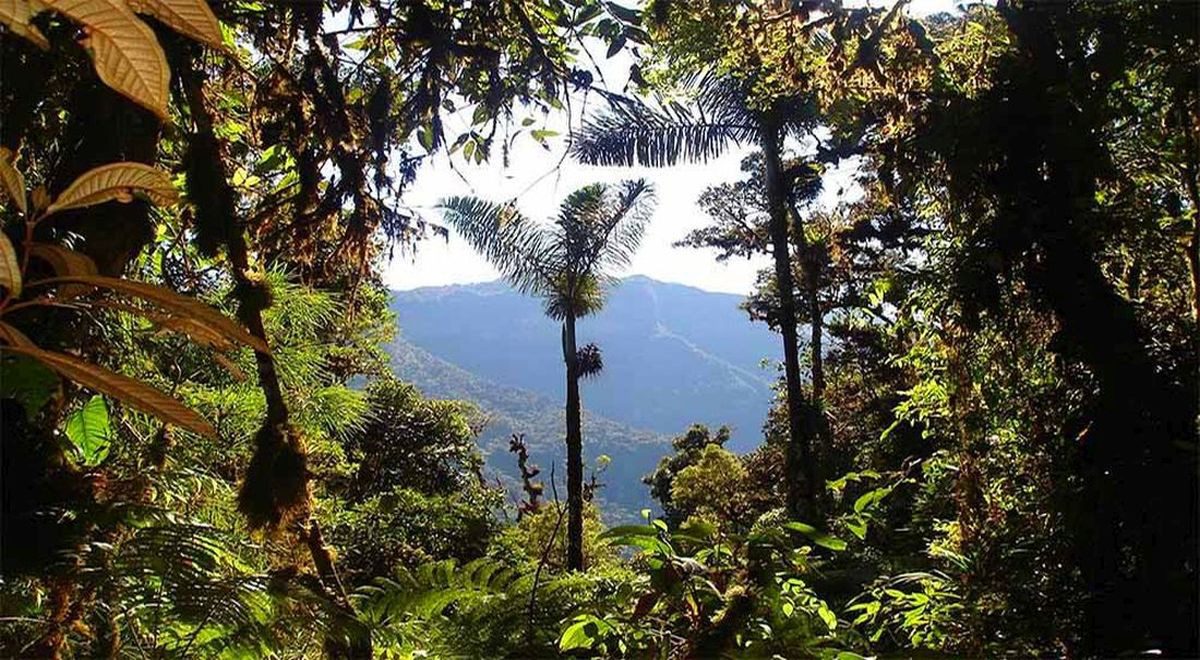 Conoce las 8 regiones naturales del Perú Yunga, su flora