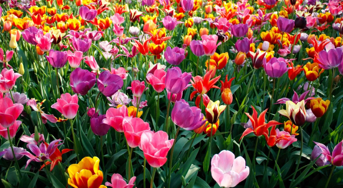 Primavera: Conoce qué flores puedes cultivar en esta estación | Fotos | El  Popular