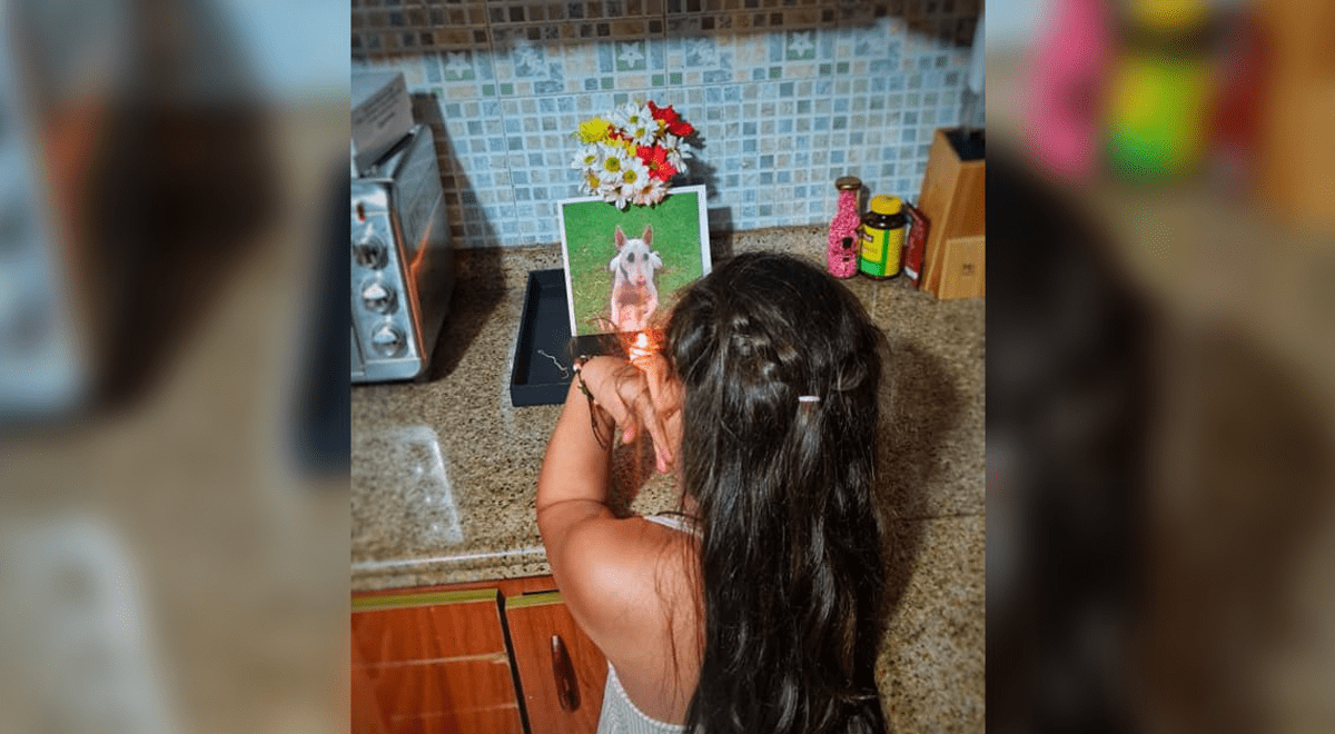 Colombia: niña le hizo un pequeño altar a su perrito tras su partida al cielo Colombia: niña le hizo un pequeño altar a su perrito tras su partida al cielo