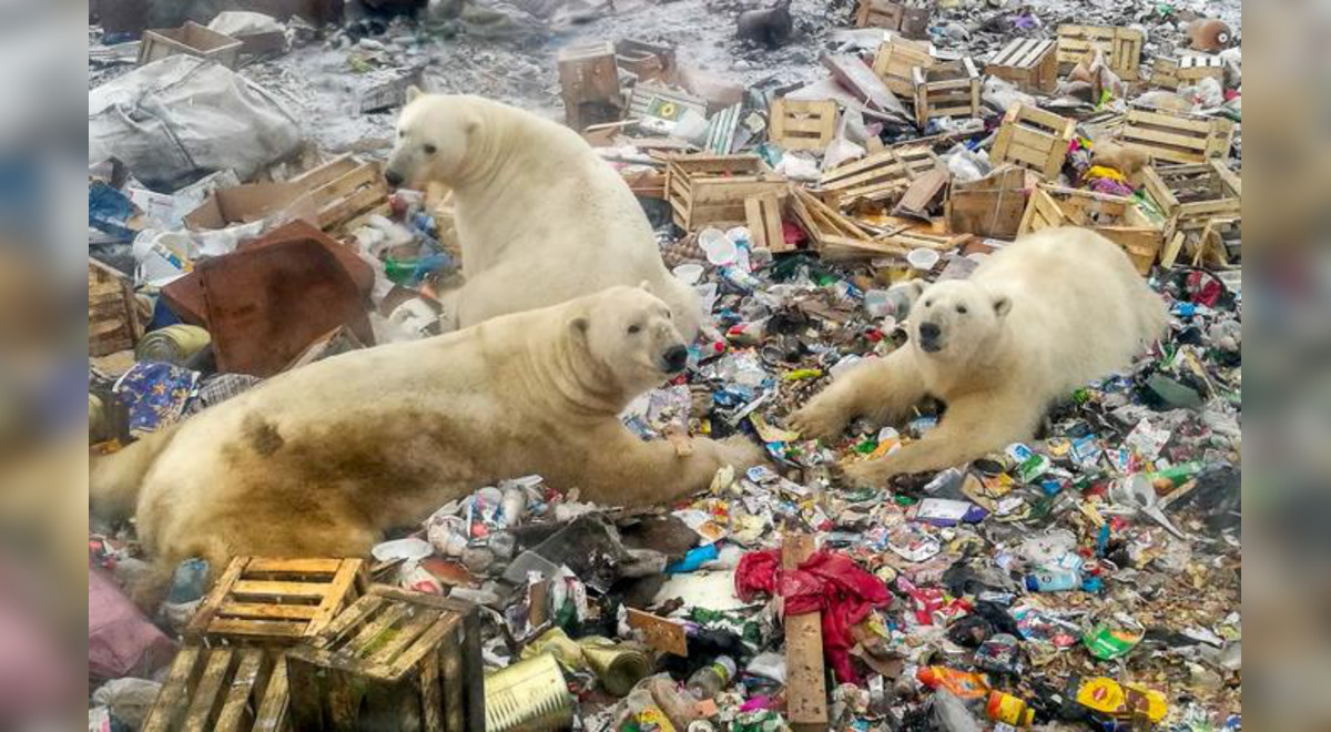 Rusia evalúa enviar a sus presos a limpiar una zona altamente contaminada del Ártico Rusia evalúa enviar a sus presos a limpiar una zona altamente contaminada del Ártico