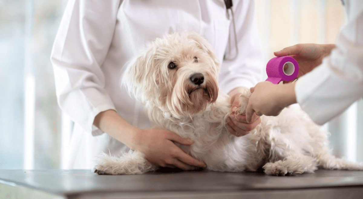 Mascotas: Cómo tratar cortes en las patas de tu perro Mascotas: Cómo tratar cortes en las patas de tu perro