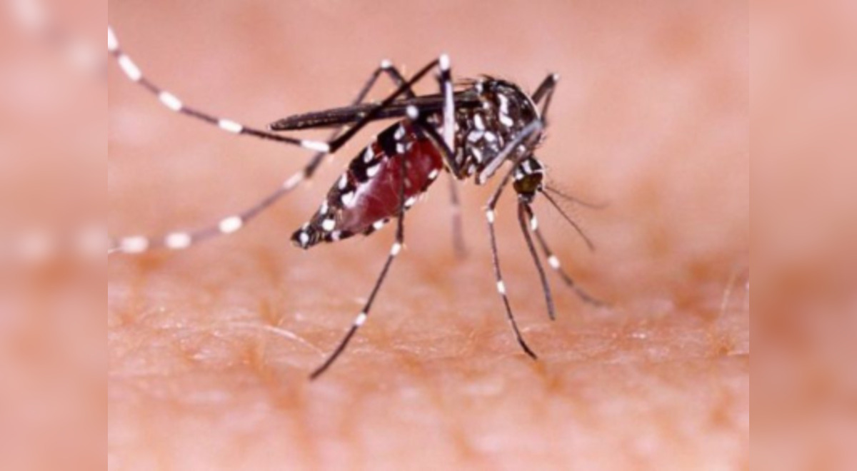 La Libertad: reportan 16 casos de dengue en el distrito de Pacanguilla La Libertad: reportan 16 casos de dengue en el distrito de Pacanguilla
