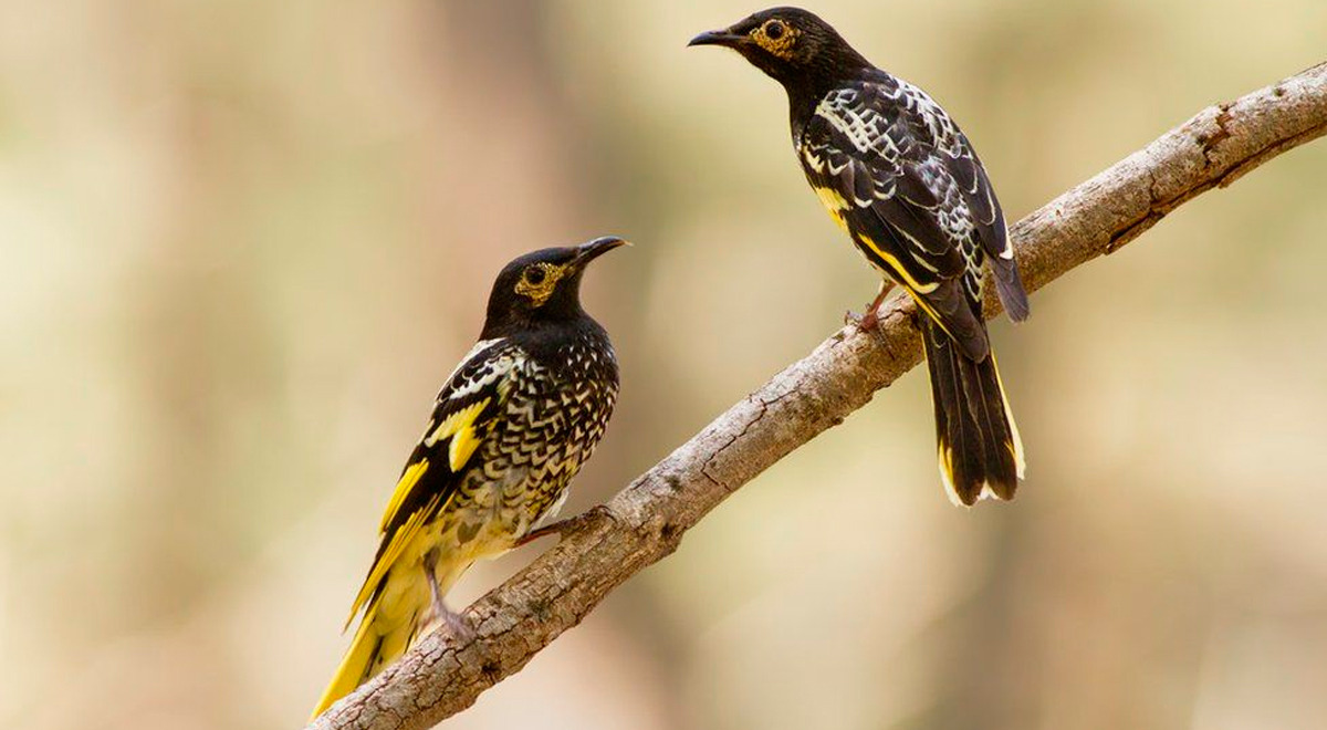 El mielero regente, el pájaro al borde la extinción tras olvidarse de su canto para procrear El mielero regente, el pájaro al borde la extinción tras olvidarse de su canto para procrear