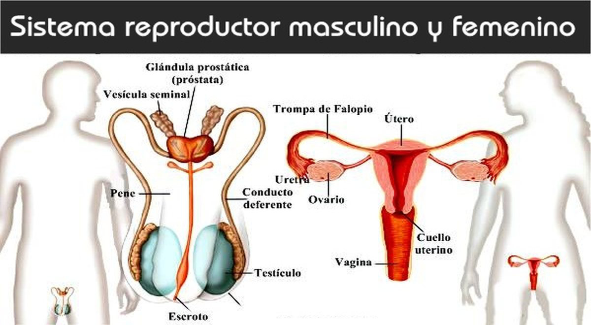 qué es y cómo funciona el sistema reproductor femenino y masculino