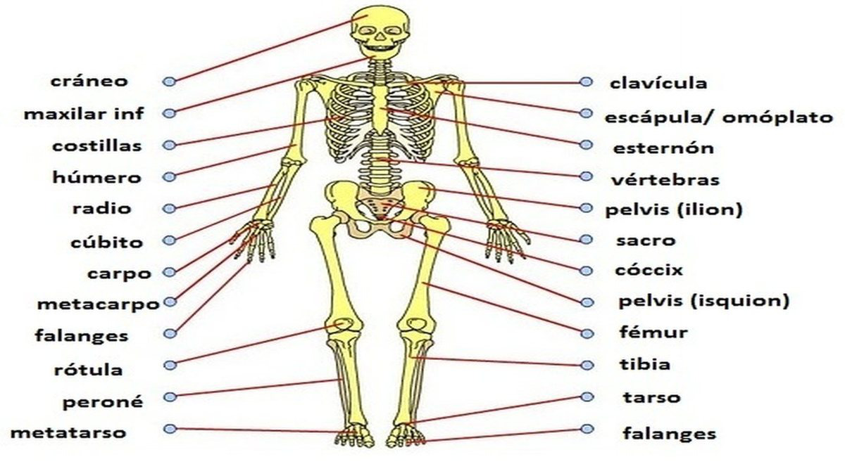 Sistema Esquelético: qué es, cuáles son sus funciones y de qué están  compuesto el sistema oseo, anatomía, esqueleto humano | El Popular