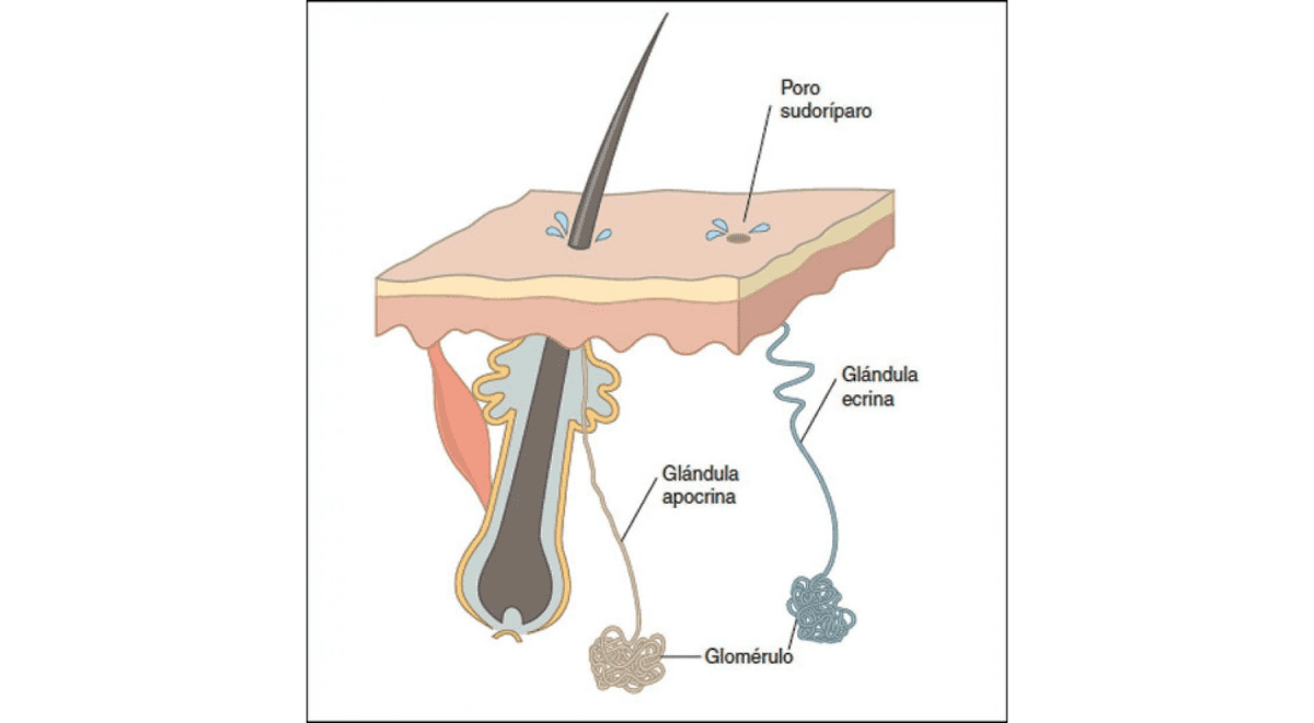 Sistema Tegumentario: Qué son las glandulas Sudoriparas y qué funciones  cumplen en el cuerpo humano | El Popular