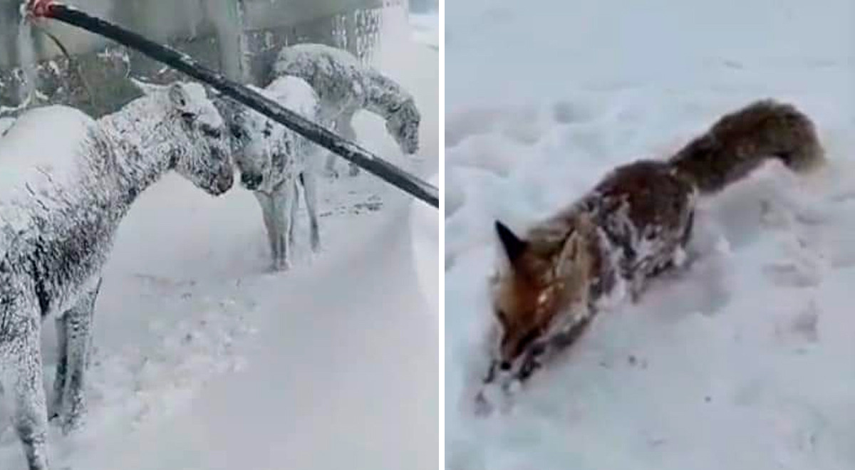 Animals freeze to death on their feet after heavy snowfall in Turkey