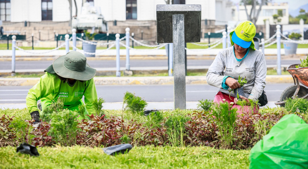 Chorrillos es reconocido como 'Ciudad Árbol 2024' por la ONU tras sembrar más de 12 mil árboles