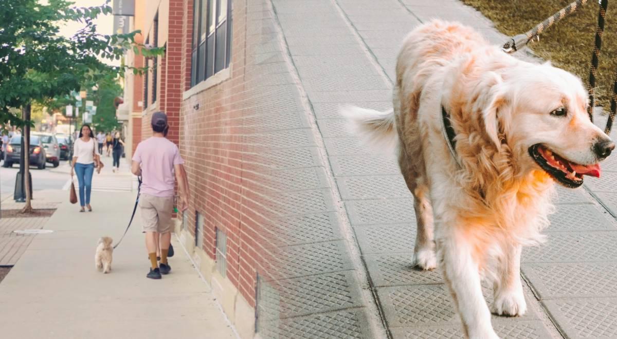 Boas notícias para os imigrantes: esta cidade dos EUA oferece um serviço gratuito de passear com cães Boas notícias para os imigrantes: esta cidade dos EUA oferece um serviço gratuito de passear com cães