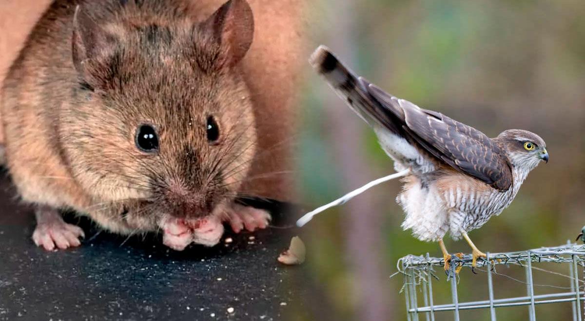 Terrível! Eles retiram produtos contaminados com excrementos de ratos e pássaros: saiba se sua casa tem aqui