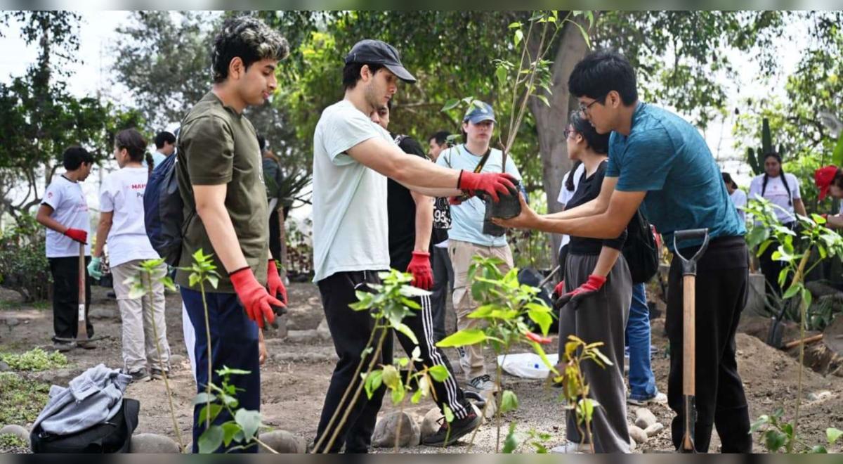 Peru bate recorde ambiental: 2,5 milhões de árvores serão plantadas no primeiro semestre de 2026