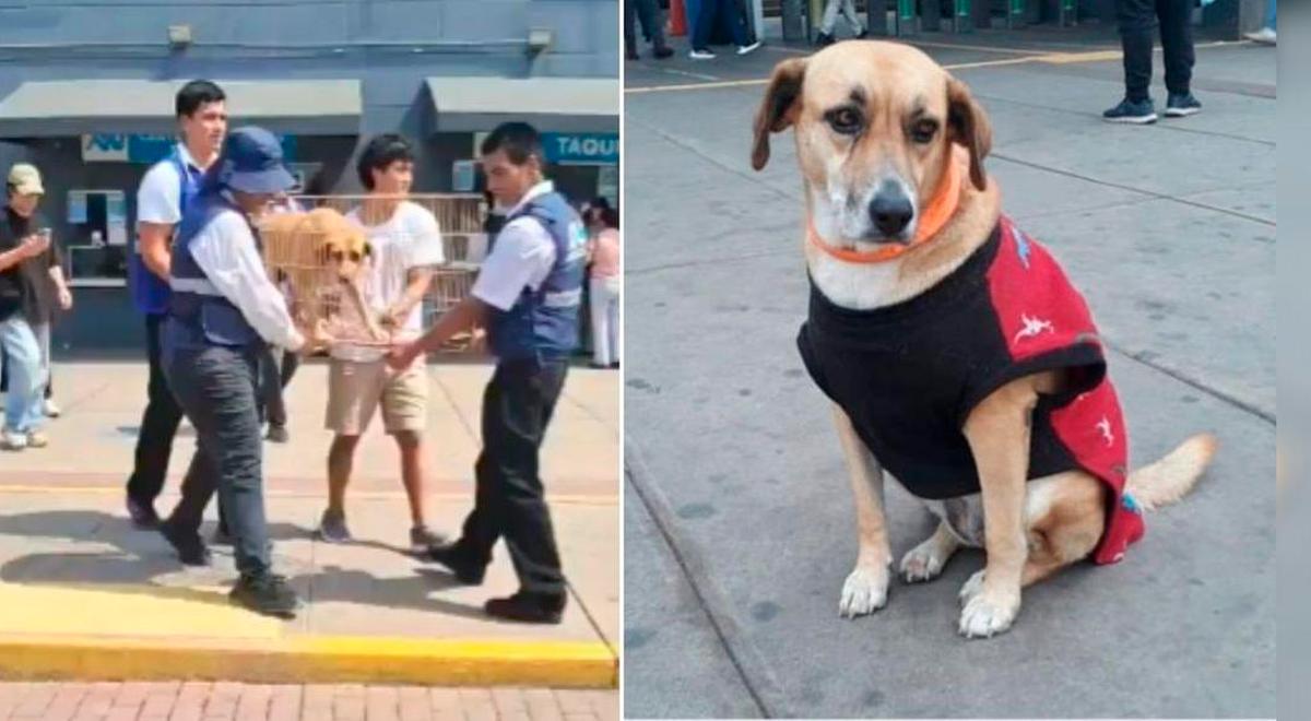 ATU responde ao paradeiro de filhotes retirados do Terminal Naranjal