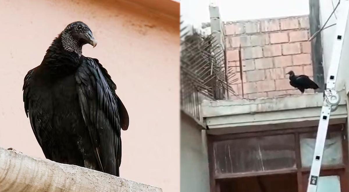 Gallinazo invade a casa de um vizinho em San Isidro e constrói seu ninho: Serfor intervém e o impensável acontece.