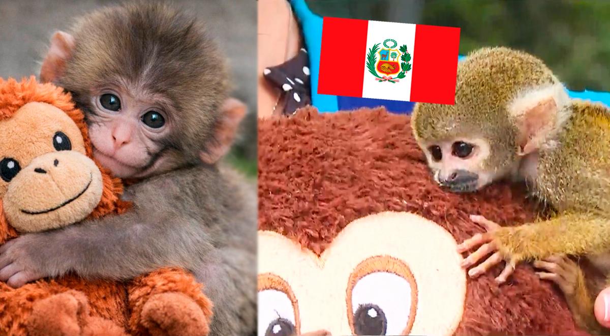 O macaco peruano ‘Punch’ Serfor foi resgatado e agora vive com seu bichinho de pelúcia em um conhecido zoológico de Lima.