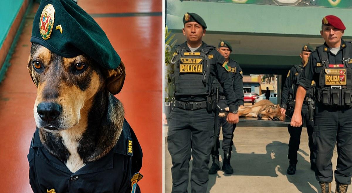PNP fait ses adieux à Vaguito, le chien de patrouille de Trujillo depuis des années : “Adieu, ami fidèle”