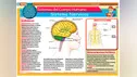 Conoce el Sistema Nervioso Central y Periférico del cuerpo humano